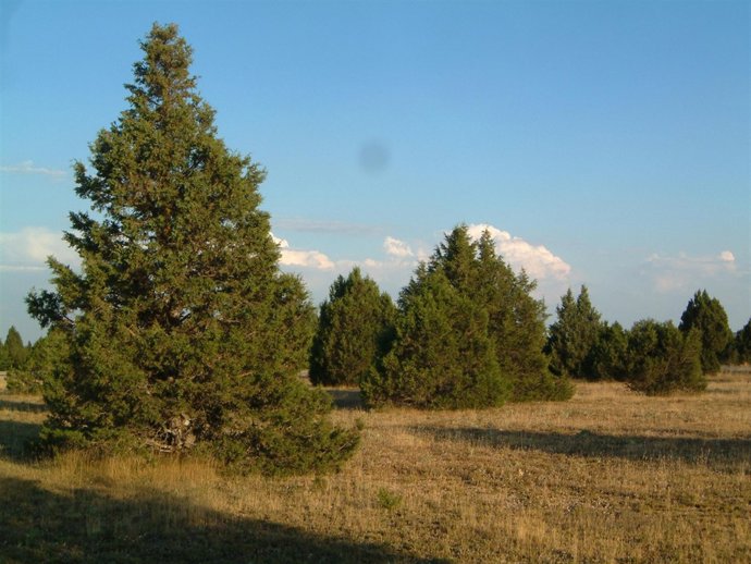 Imagen de un área forestal de la provincia de Soria