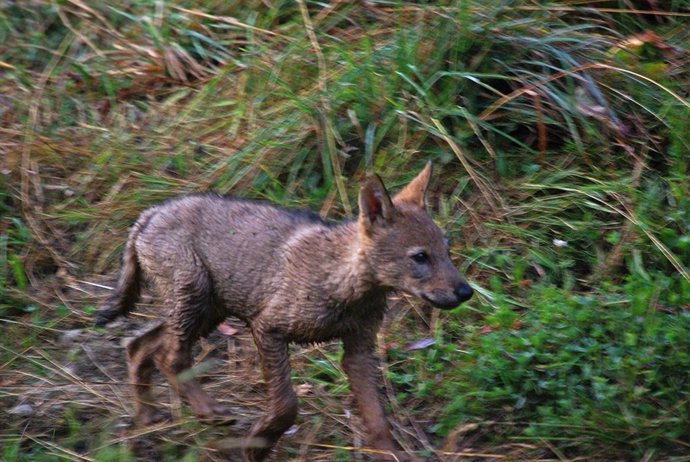 Cría de lobo aparecida en la Montaña Orienta Leonesa