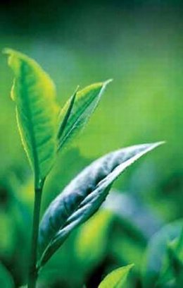 Planta del té verde