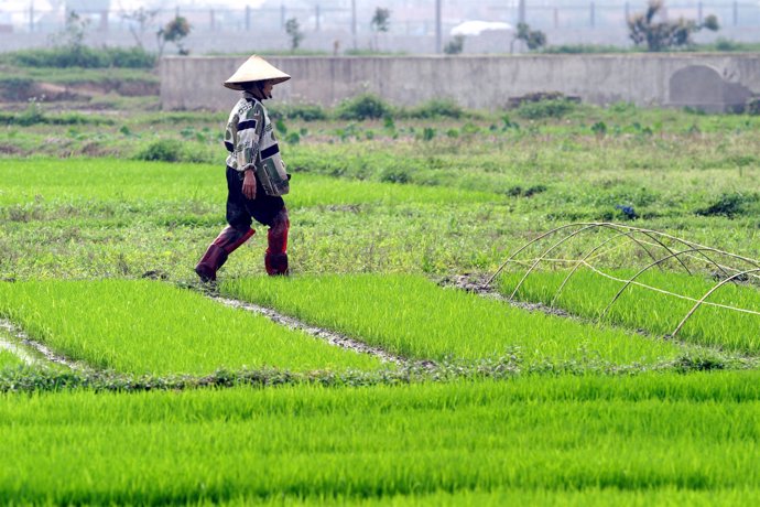 Campesino en sus campos de arroz en Vietnam