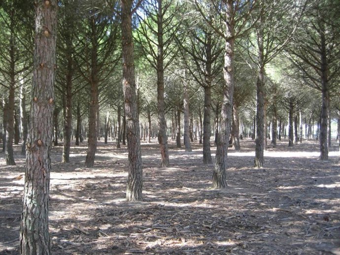 Clareo de bosque prevención incendios