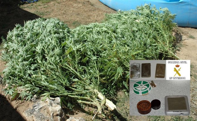 La marihuana intervenida en Toro (Zamora).