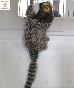 El tití quedó al cuidado de una amiga con la promesa de volver a recogerlo