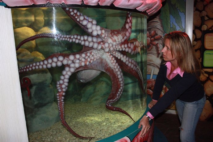 Pulpo gigante del Pacífico en Sea Life Benalmádena