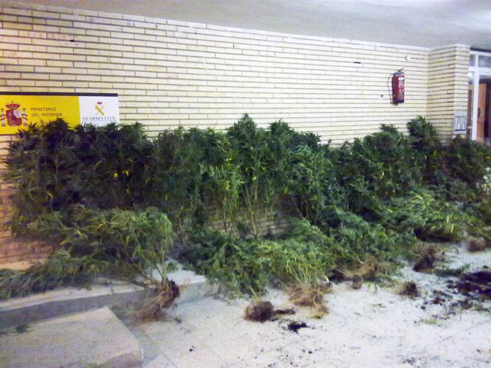 Plantas de marihuana incautadas en Beriain.