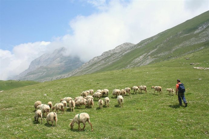 Ovejas En Picos De Europa 