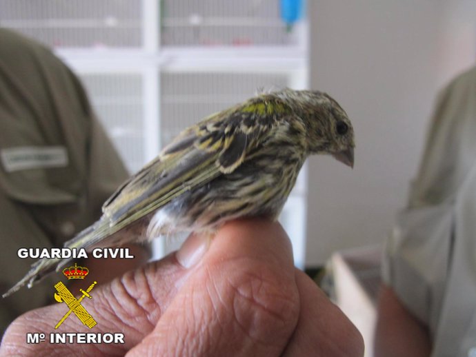 Uno de los pájaros decomisados por la Guardia Civil