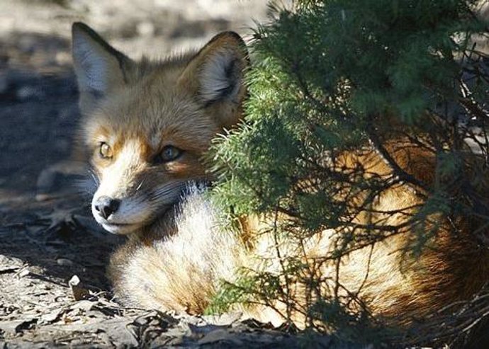 Un zorro espera a su presa cerca del Arroyo de la Antequina, en la Casa de Campo