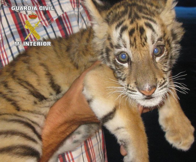 Cría de tigre decomisada por el Seprona en un circo de Playa San Juan (Alicante)