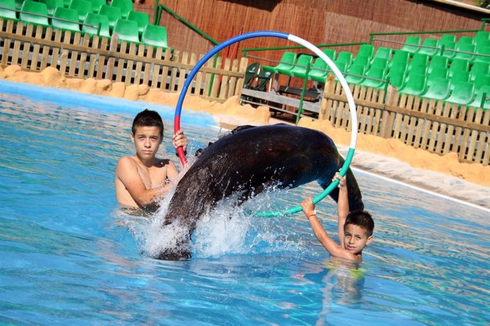 Leones marinos en Terra Natura