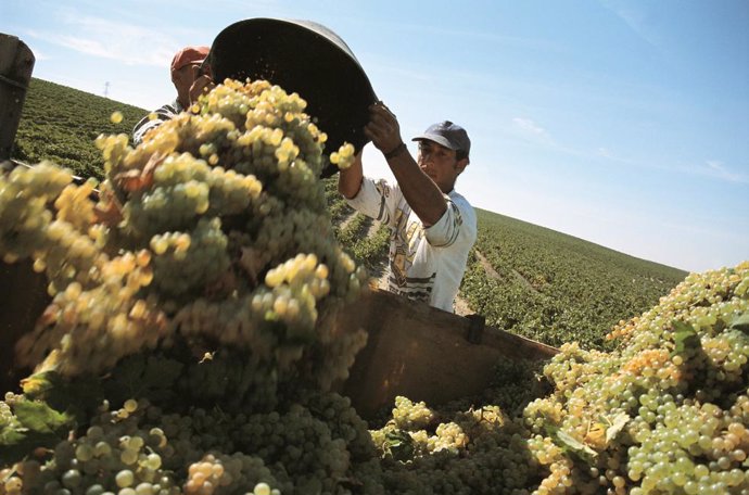 Barbadillo inicia la vendimia de uva palomino 