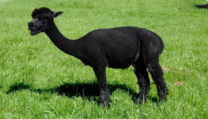 Nota De Prensa: Alpacas Del Alto Pas
