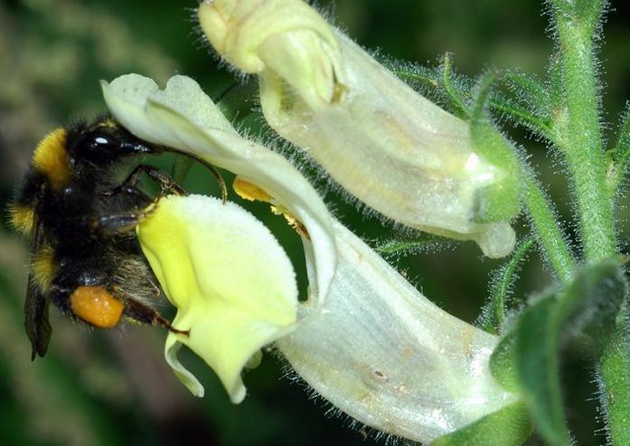 Un abejorro (Bombus hortorum) consigue abrir la flor del dragoncillo