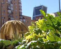 Un huerto ecológico frente a las cuatro torres de Madrid sorprende a los vecinos de Tetuán
