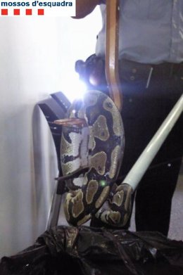 Momento en que se atrapa a la serpiente