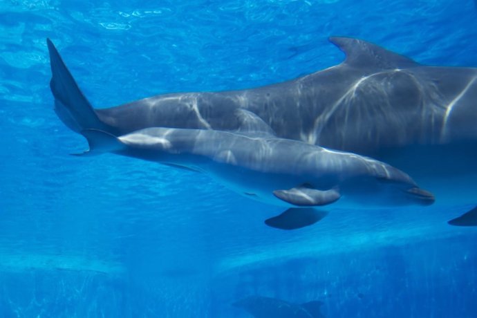 Delfín Waka.