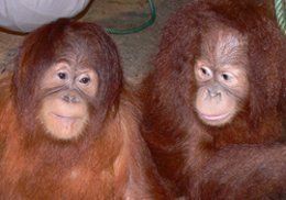 Orangutanes de Sumatra del Zoo