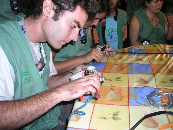Imagen del anillamiento de aves en Marismas del Odiel