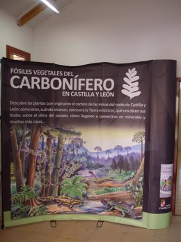 La exposición 'Fósiles vegetales del carbonífero'.