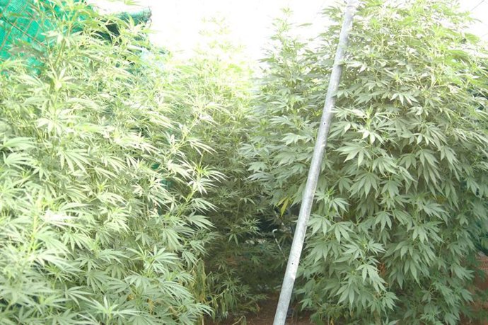 Plantas de marihuana