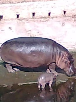 Cría de hipopótamo