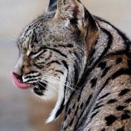 Un Ejemplar De Lince Ibérico