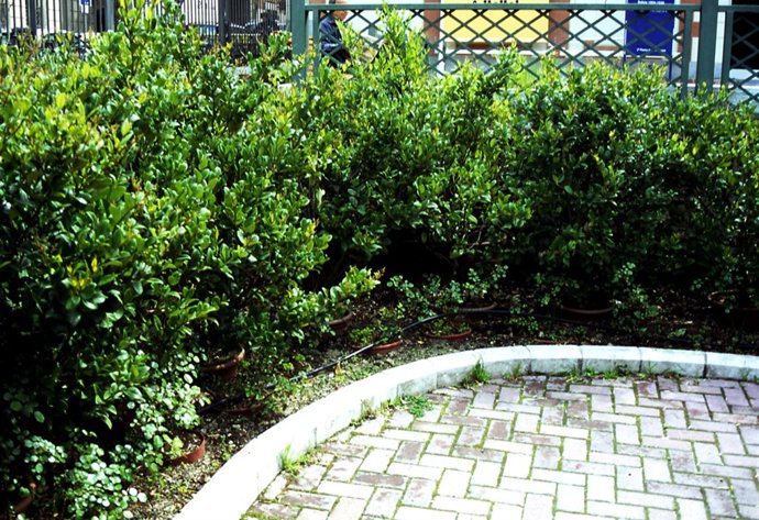 Arbustos para delimitar tu patio.