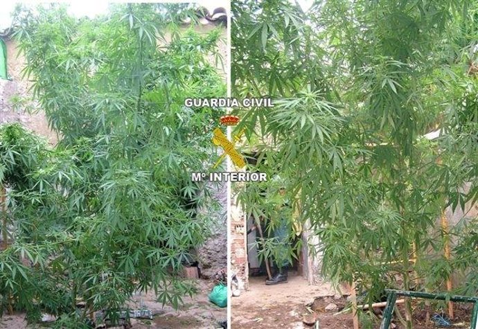 Plantas intervenidas en la vivienda