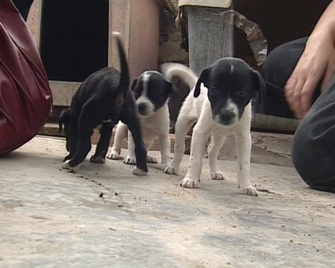 Refugio de animales de Godella cierra por retirada de Licencia (PARA OFRECER)