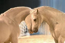 Un Espectáculo De Los Caballos Andaluces