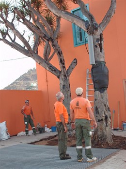 El Gobierno de Canarias restaura en Arucas (Gran Canaria) dos dragos emblemático