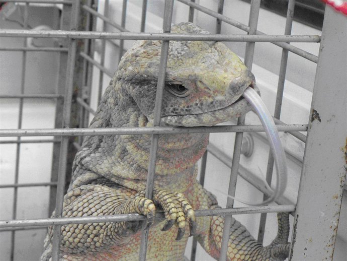 Un varano de la sabana en Matadepera (Barcelona)