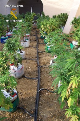 Marihuana intervenida en Cuevas del Almanzora (Almería)