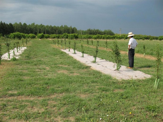 ensayo herbicidas con perales