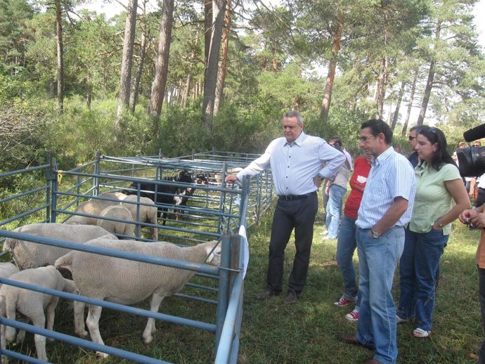 Trashumancia en Guadalaviar