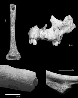 Restos con signos de canibalismo encontrados en Atapuerca