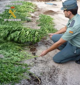 Plantas de marihuana incautadas por la Guardia Civil en Planes (Alicante)