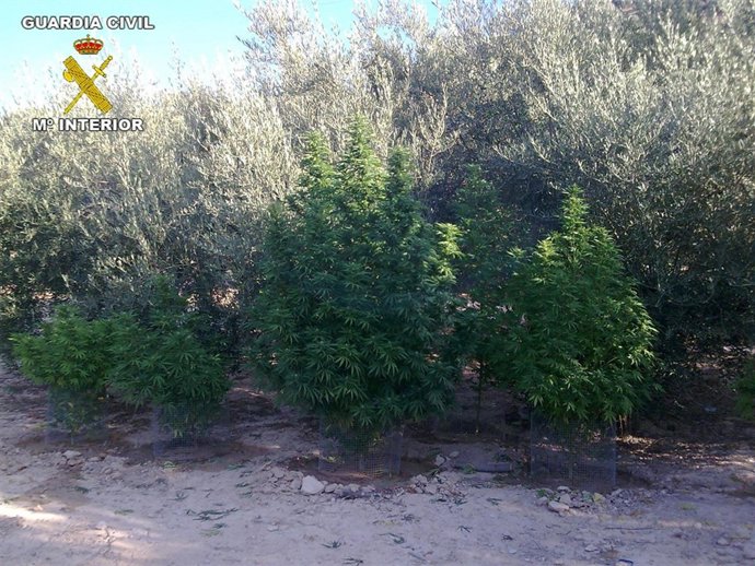 Marihuana intervenida.