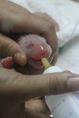 Cría de oso panda nacida en el zoo