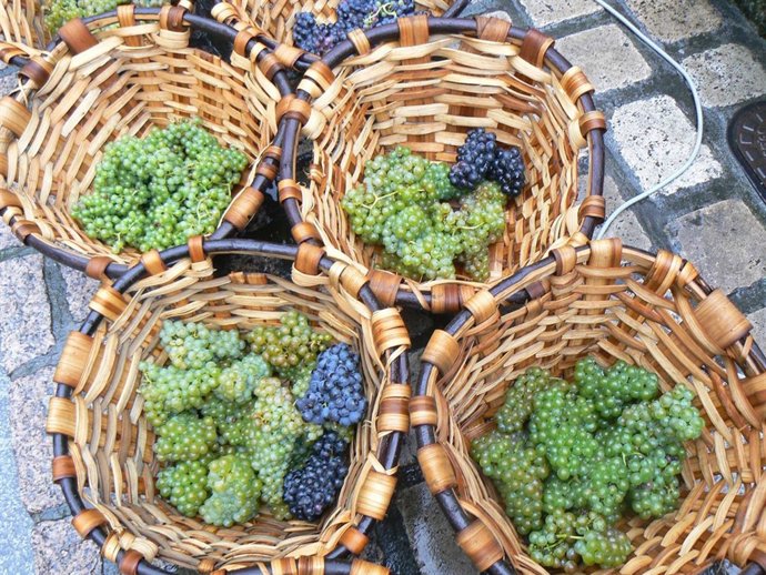 Uvas con las que se elabora el txakoli.