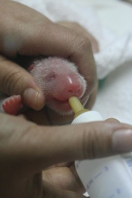 Nacen En Madrid Dos Crías De Oso Panda Gigante Concebidas Mediante Inseminación 