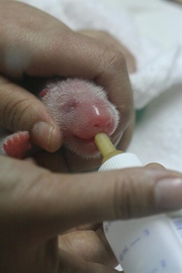 Nacen En Madrid Dos Crías De Oso Panda Gigante Concebidas Mediante Inseminación 