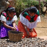 Más de la cuarta parte de las lenguas que hablan 28,9 millones de indígenas en América está en peligro de extinción