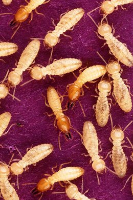 hormigas, termitas