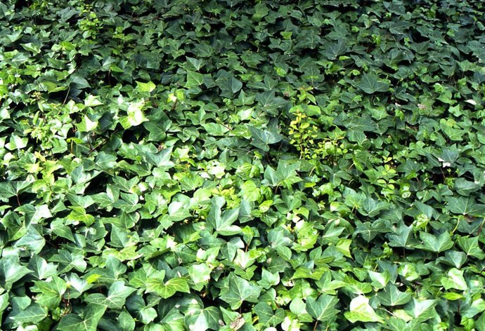 Yedra, una planta enredadera.