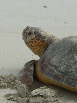 Ejemplar de hembra reproductora de tortuga boba