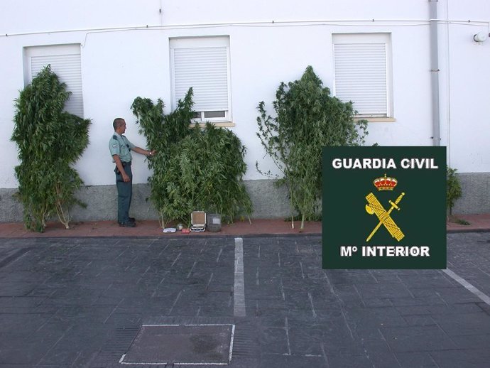 Plantas de marihuana incautadas en Málaga