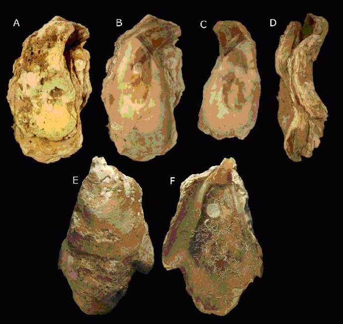 Neopycnodonte zibrowii, especie hallada en el Golfo de Cádiz