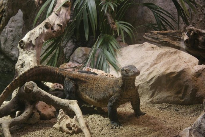 Dragón de Komodo