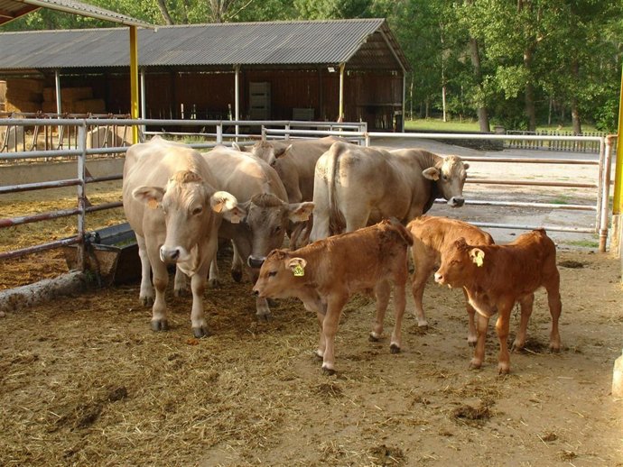 Terneros de la raza Serrana Teruel procedentes de la transferencia de embriones 